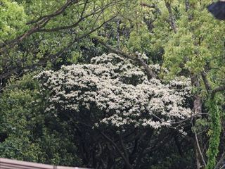 クロバイ